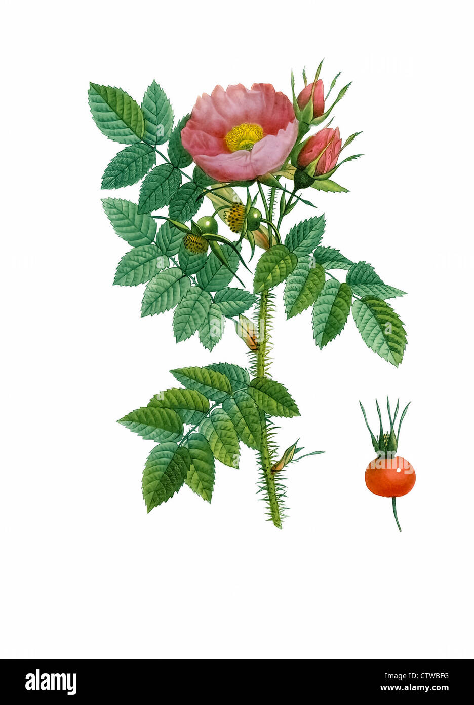 Illustration der Rosa kamtschatica Stockfoto