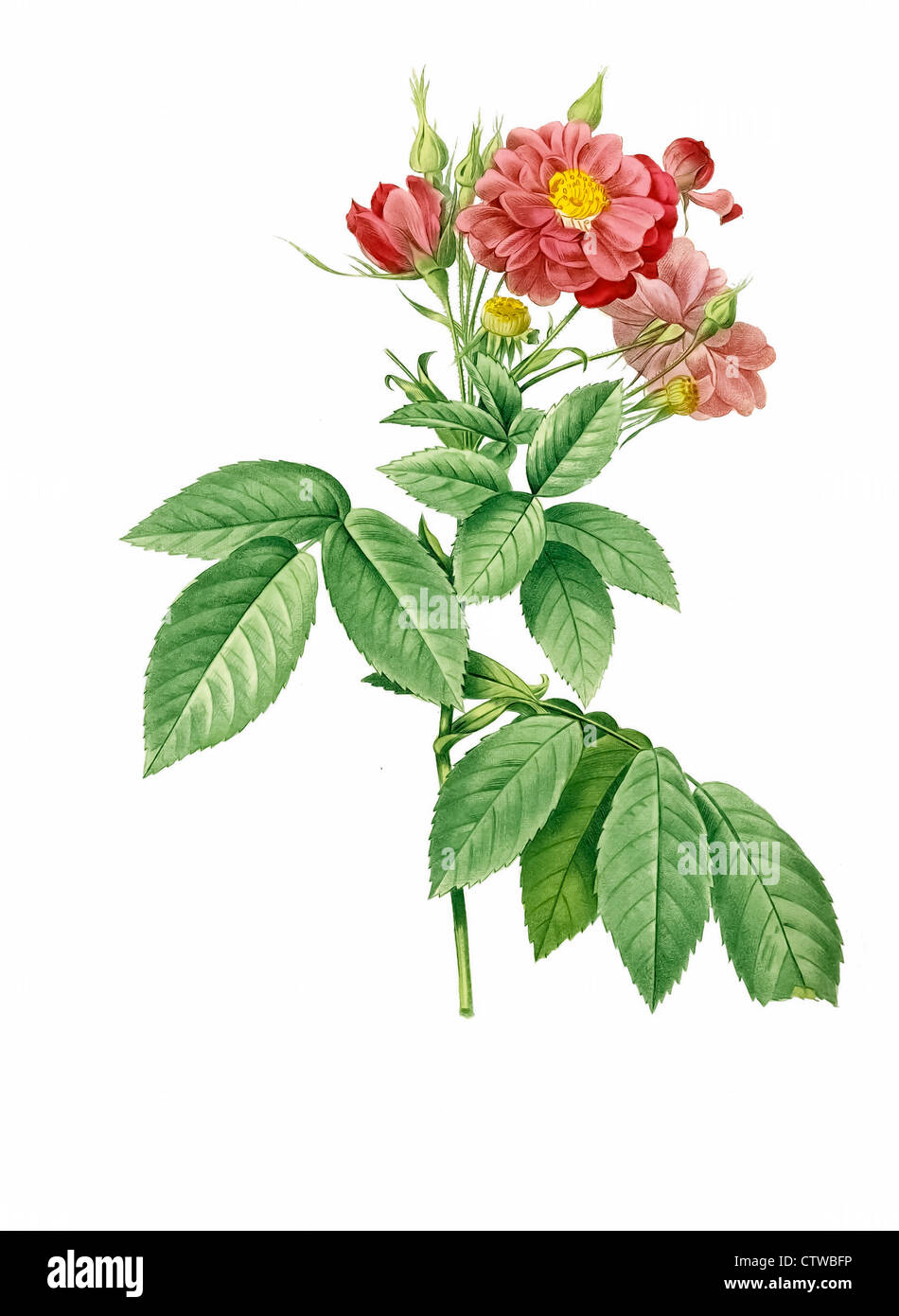 Illustration der Rosa lheritieranea Stockfoto