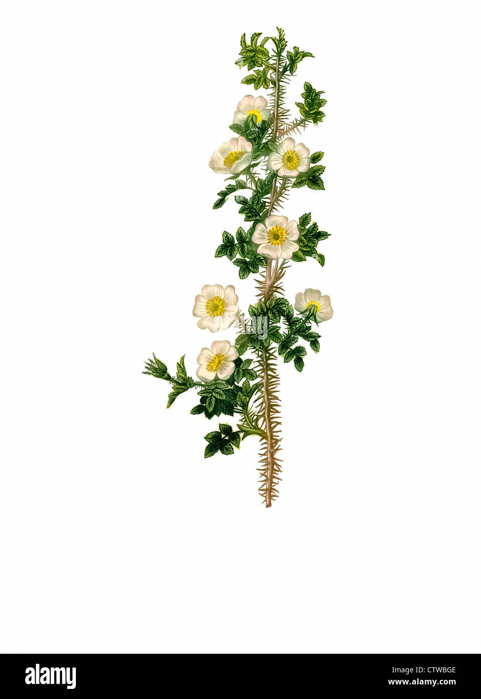 Illustration der Rosa myriacantha Stockfoto