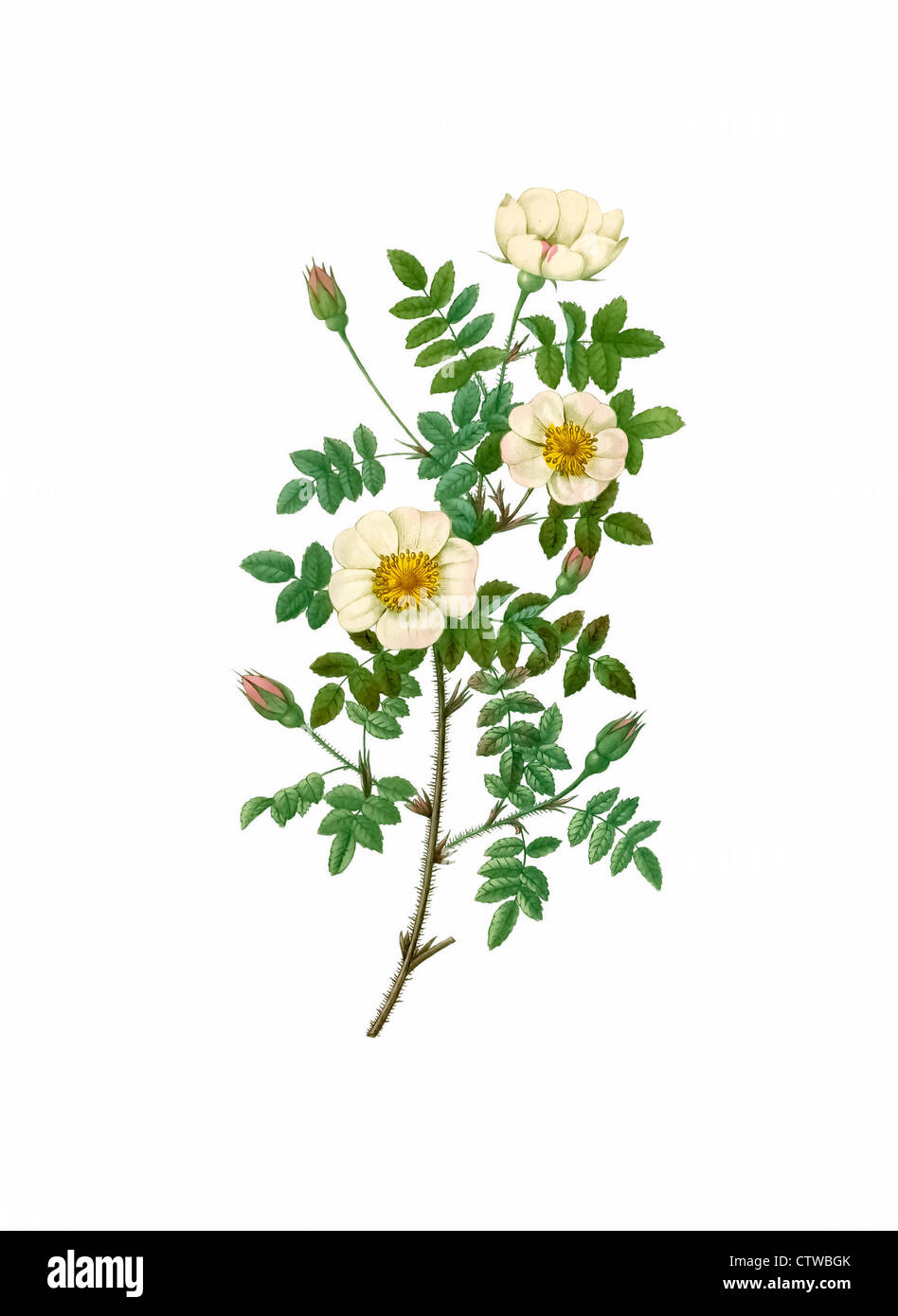 Illustration der Rosa Pimpinellifolia Marioeburgensis, Burnet Rose Stockfoto