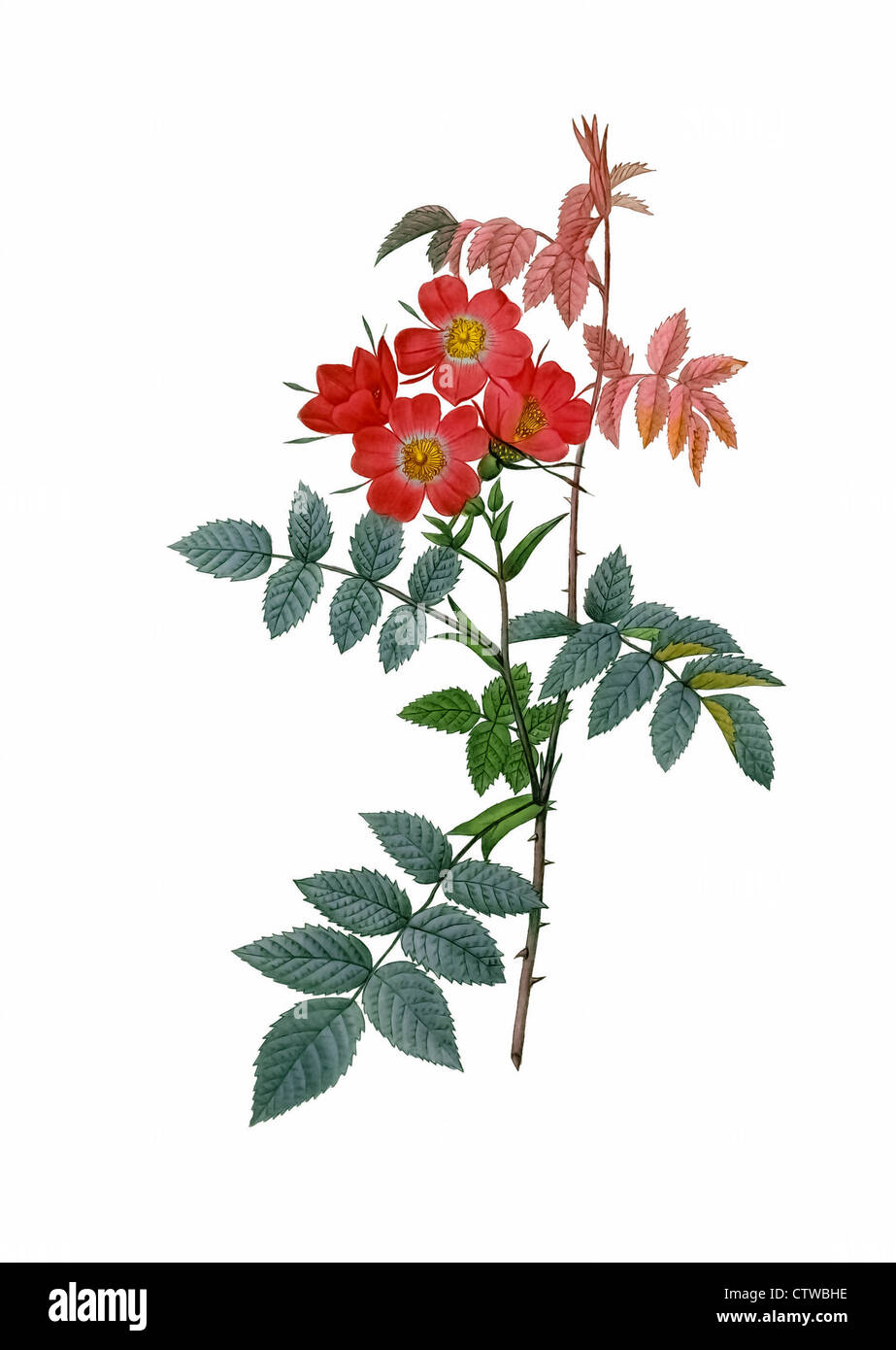 Illustration der Rosa Rubrifolia (Rosa Glauca, rot-leaved Rose oder Redleaf Rose) Stockfoto