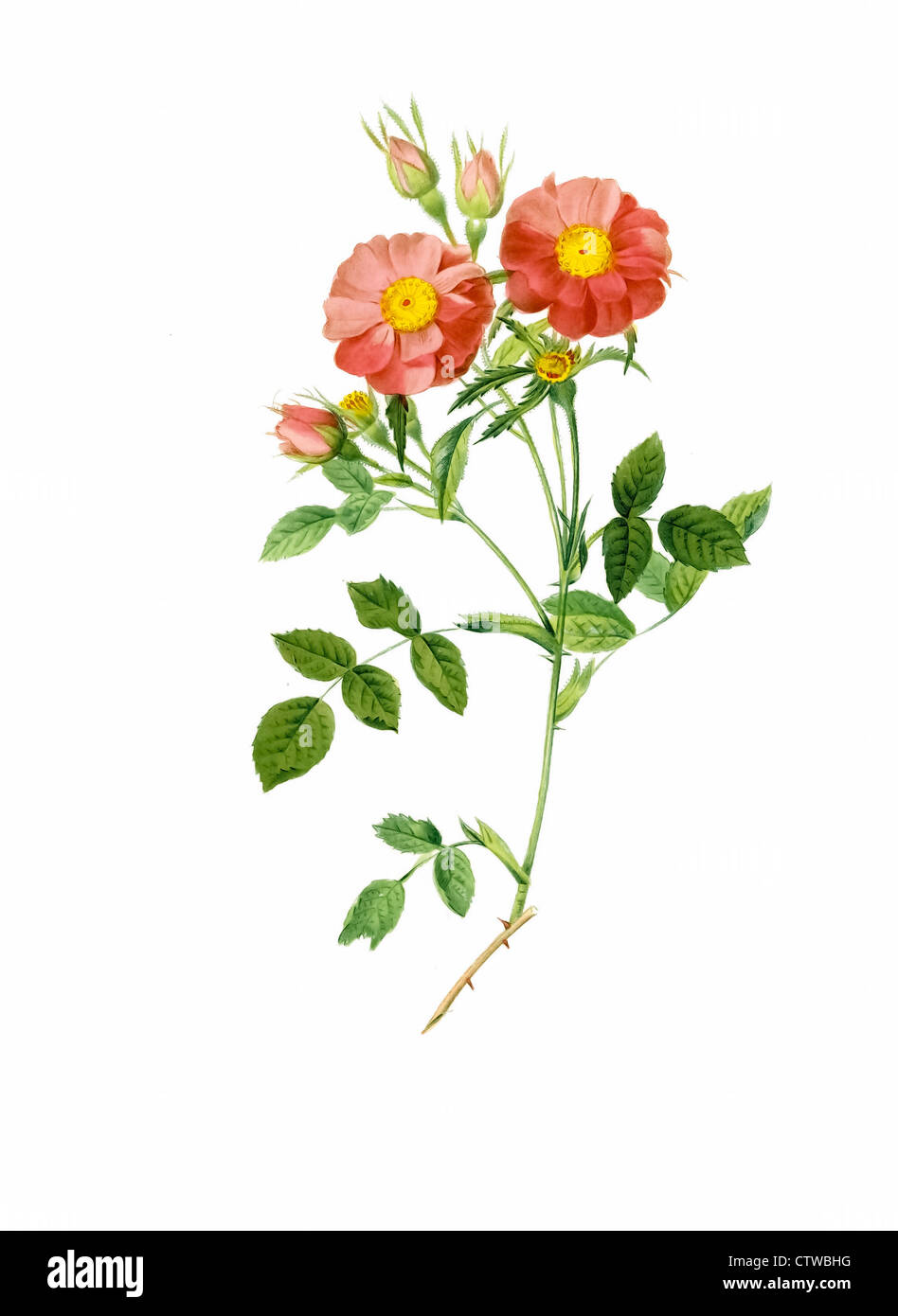 Illustration der Rosa Rubiginosa Zabeth (Queen Elizabeth Sweetbriar) Stockfoto