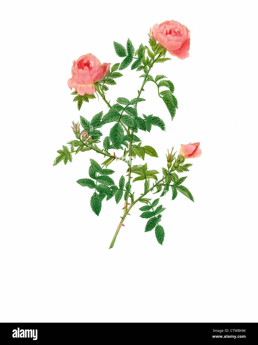 Illustration der Rosa Sepium Flore Submultiplici (halbgefüllte Hedge-Rose) Stockfoto