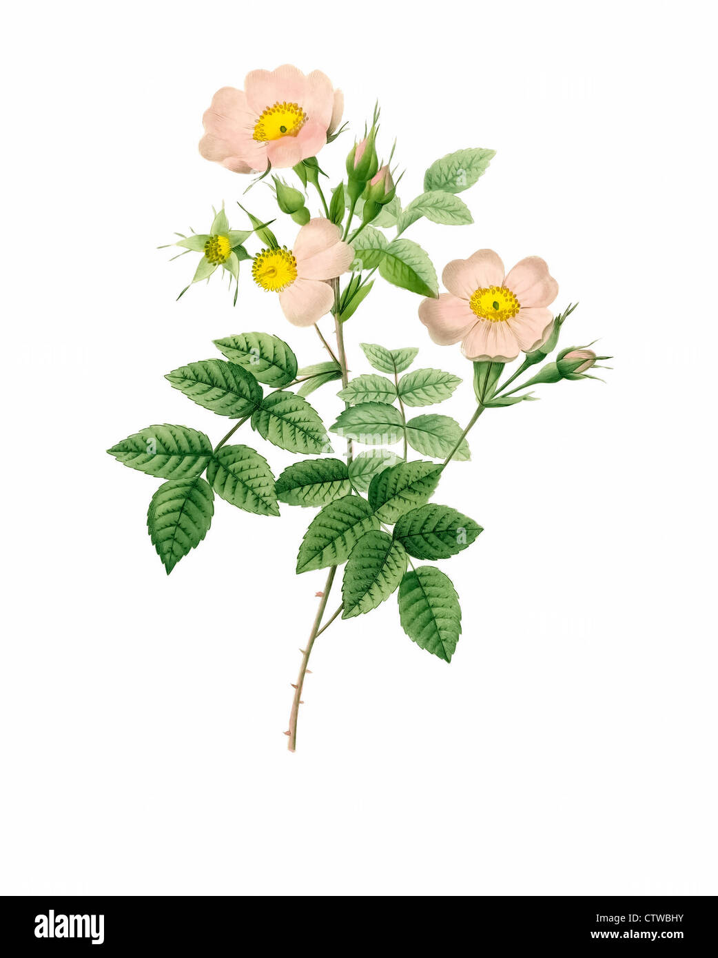 Illustration der Rosa Stylosa (Short-Stil Feld-Rose) Stockfoto
