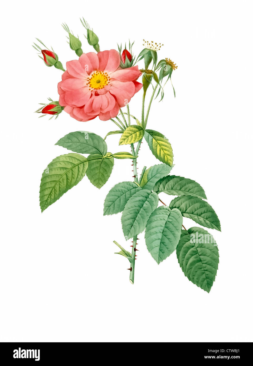 Illustration der Rosa Tomentosa (Downy Rose) Stockfoto