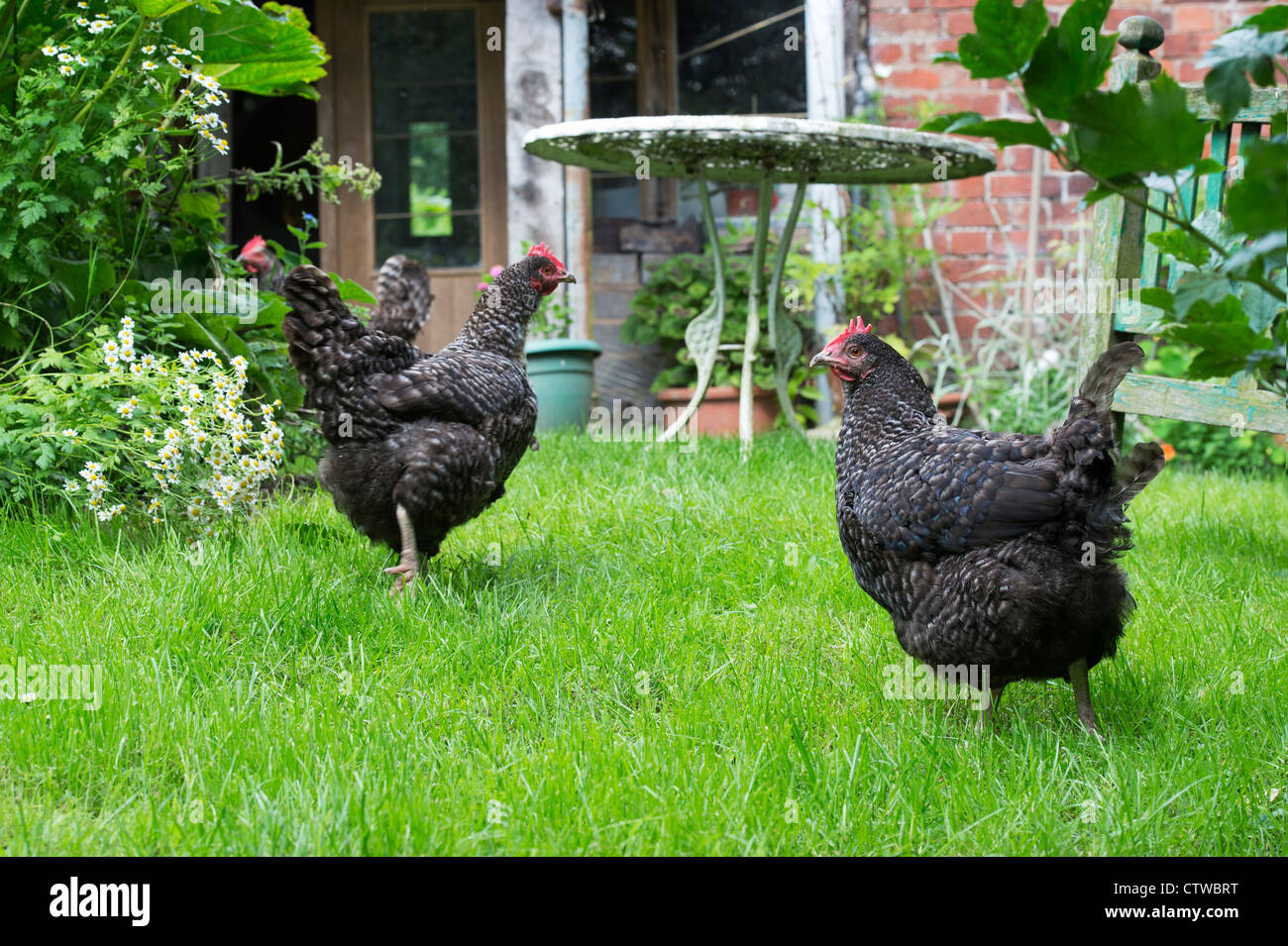 Gallus Harzgallen Gesinde. Plymouth Rock Hühner in einem englischen Garten Stockfoto