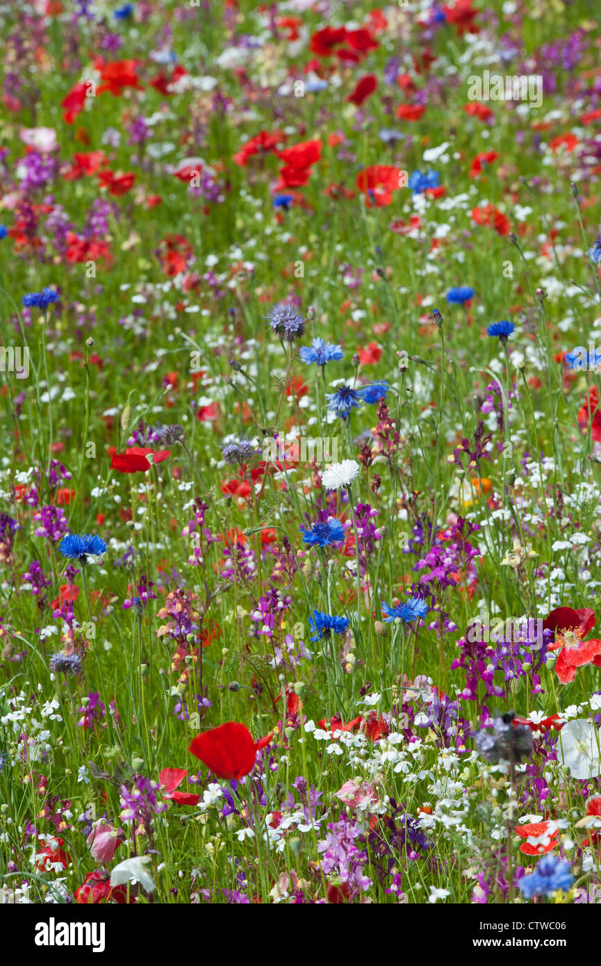 Bunte englische Wildblumen Garten Stockfoto