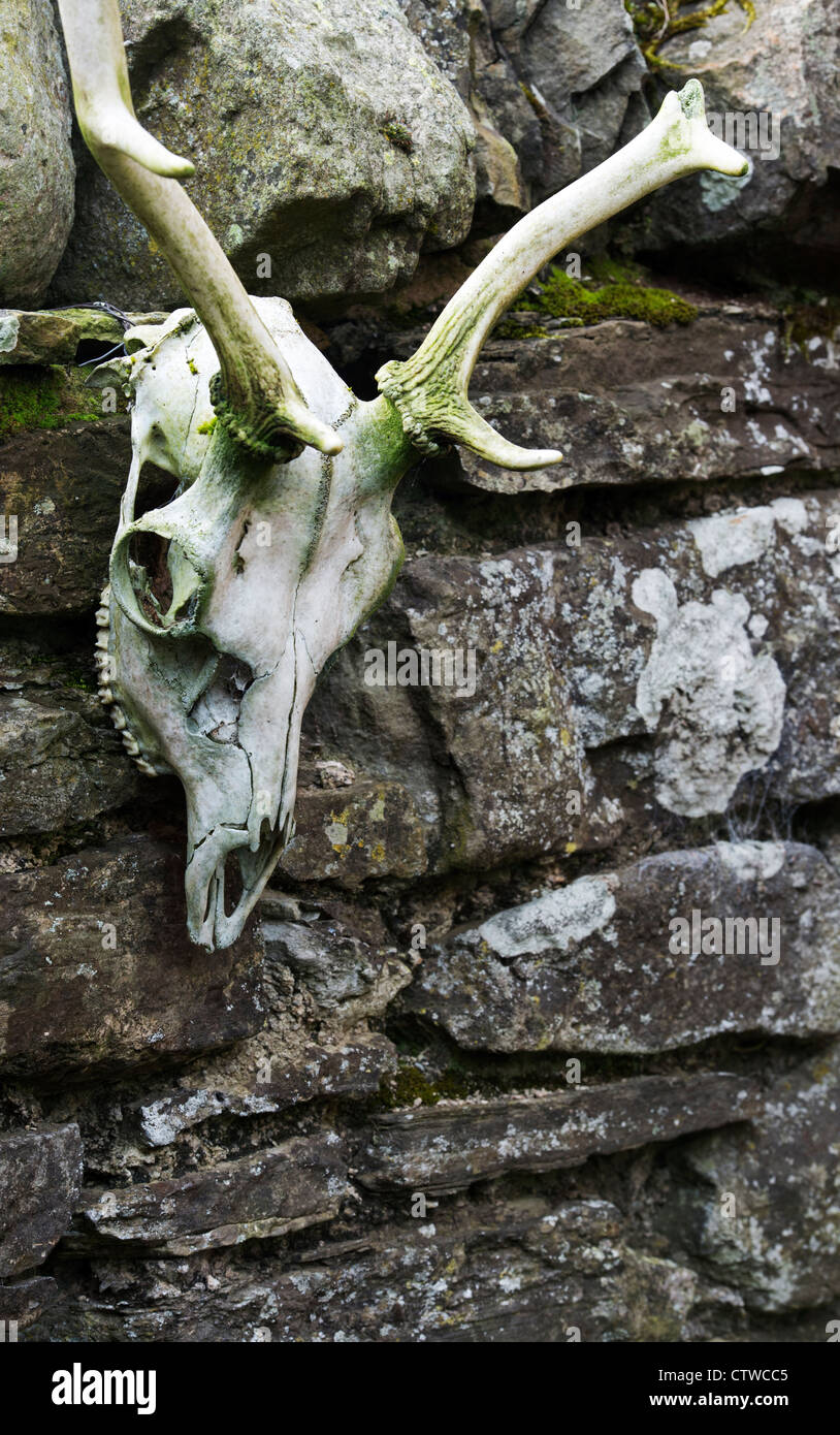 Hirsch-Schädel hing an einer Steinmauer Stockfoto