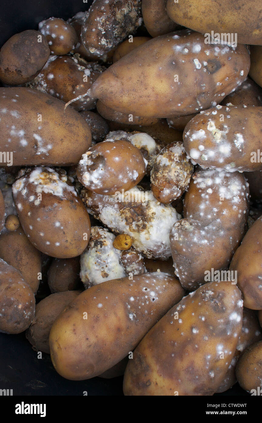 Kartoffelfäule Stockfoto