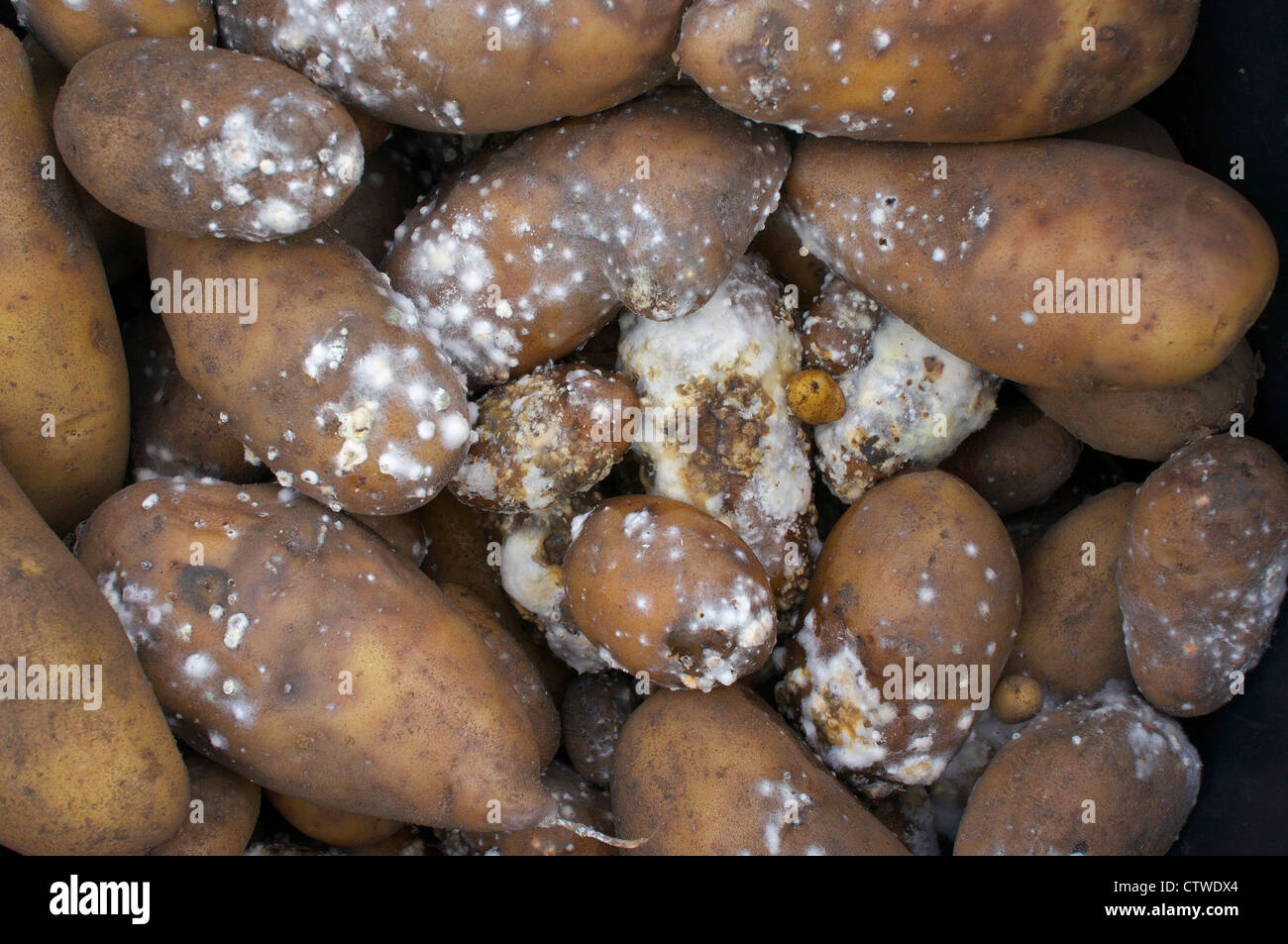 Kartoffelfäule Stockfoto
