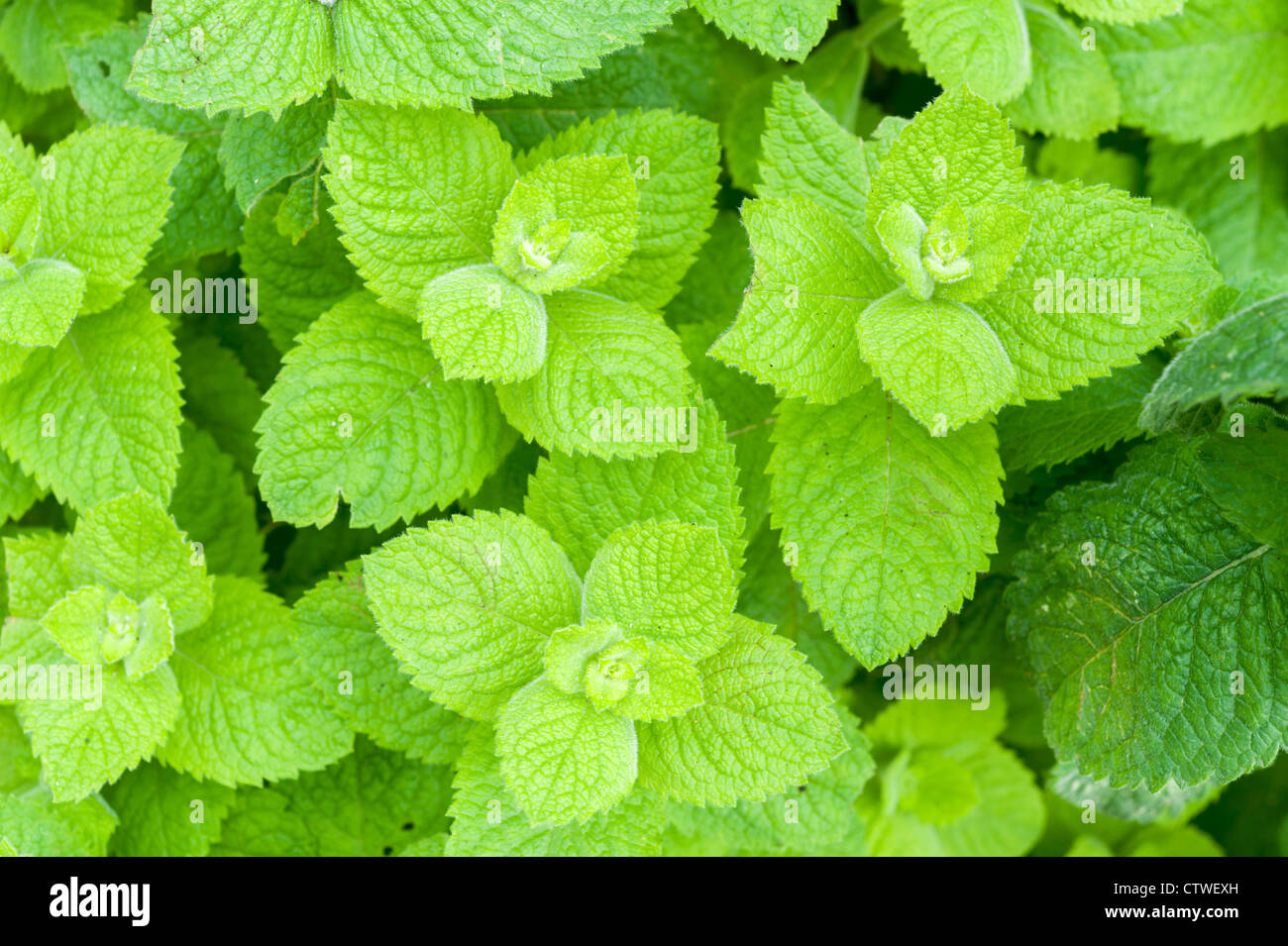 Apfel minze Fotos und Bildmaterial in hoher Auflösung Alamy