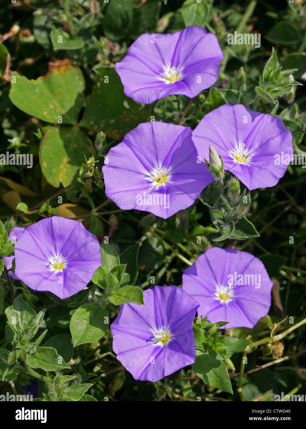 Blauen Rock Ackerwinde Convolvulus Sabatius, Convolvulaceae. Italien, Sizilien und Nordafrika. Auch bekannt als C. Mauritanicus. Stockfoto