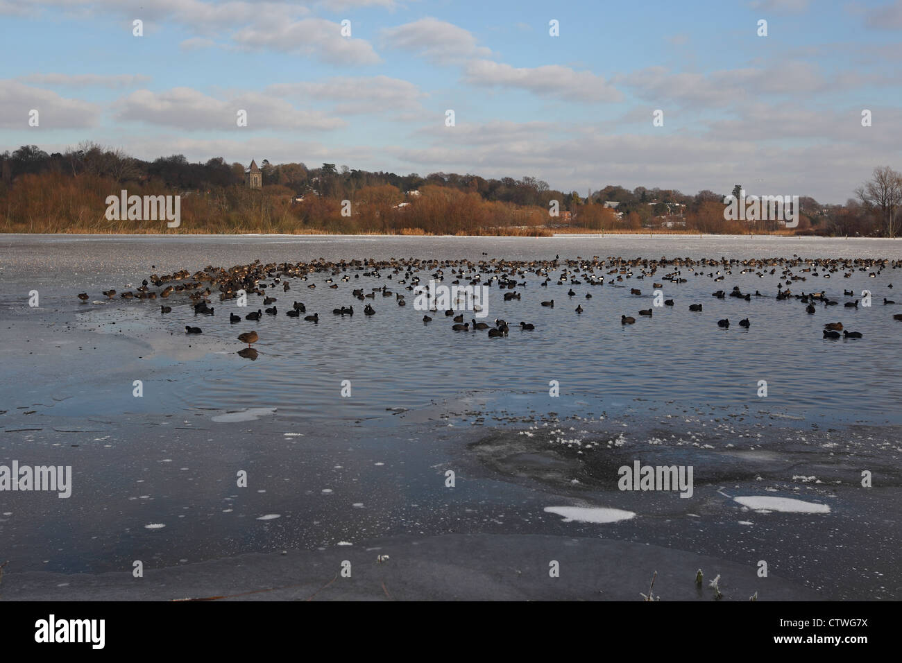 Enten und Wildlfowl in Loch im Eis Stockfoto