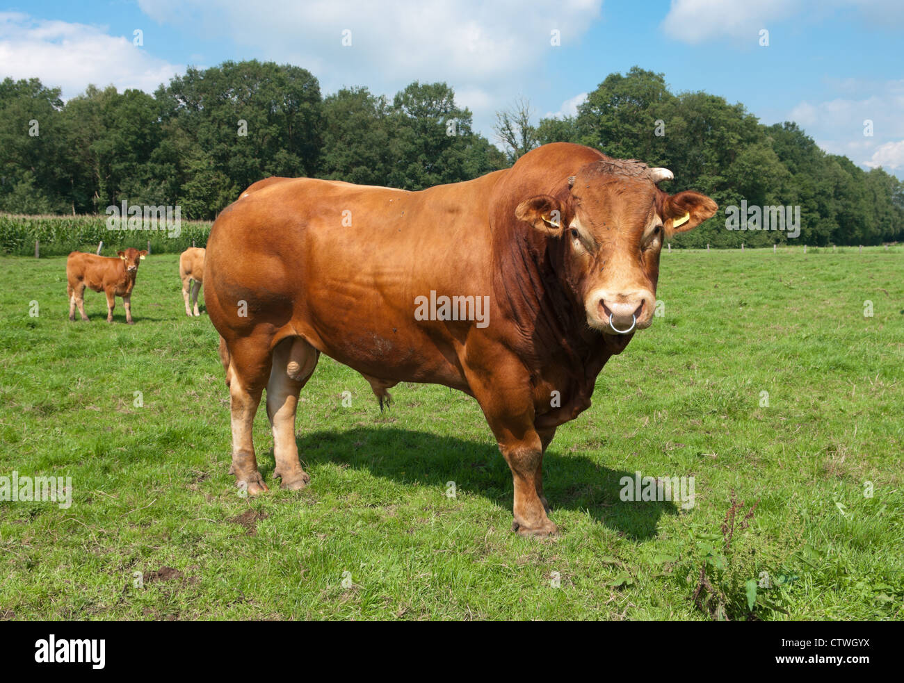 sehr beeindruckend Limousine Stier in einer niederländischen Wiese Stockfoto