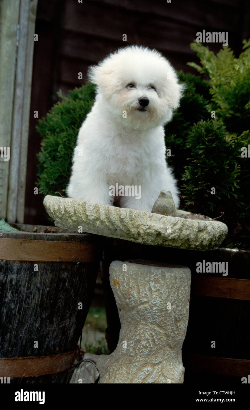 BICHON FRISE SITZT AUF RASEN ORNAMENT / IRLAND Stockfoto