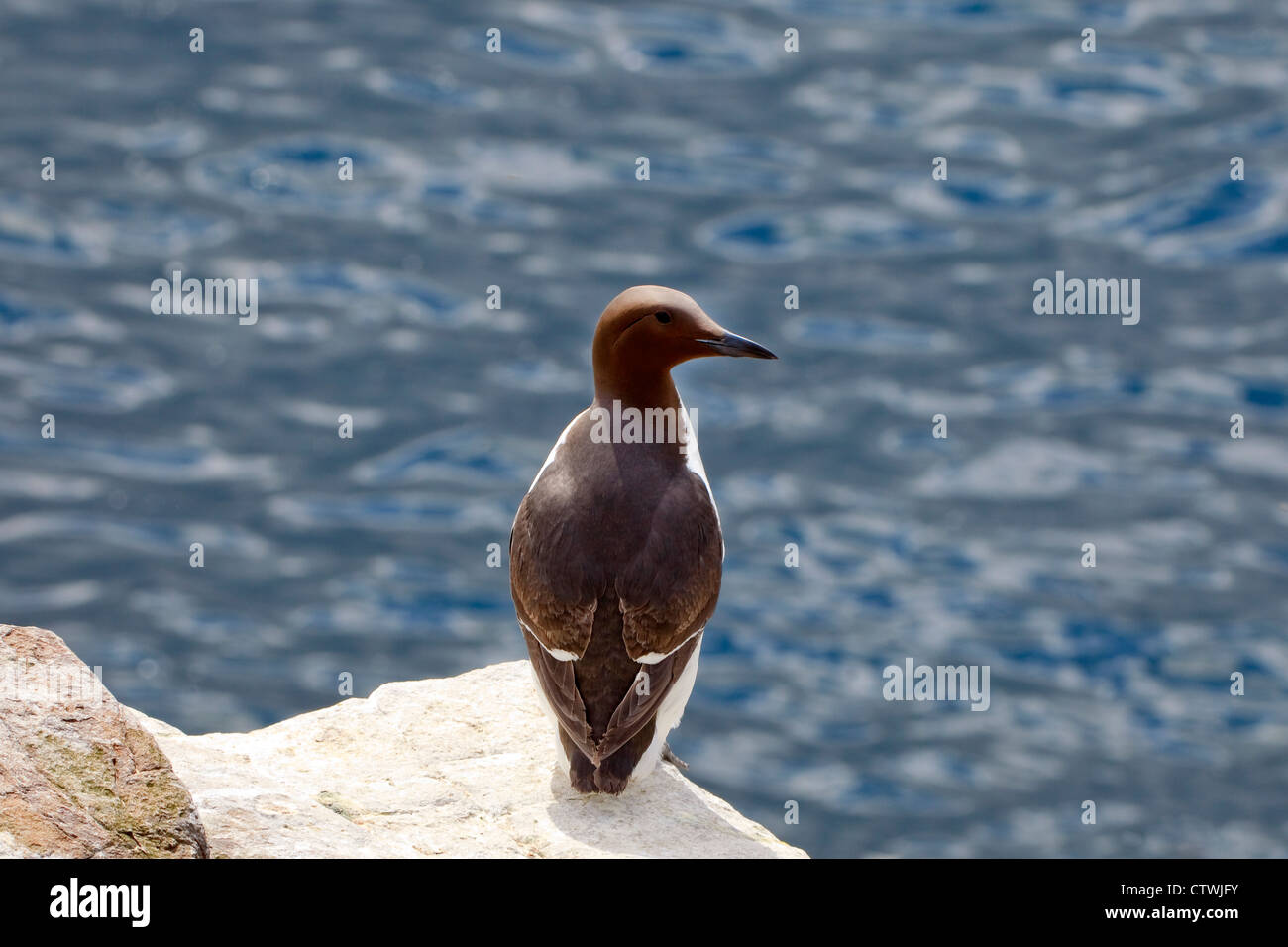 Erwachsenen Guillemot auf Klippe Rand, Farne Insel, Northumberland, England, UK Stockfoto