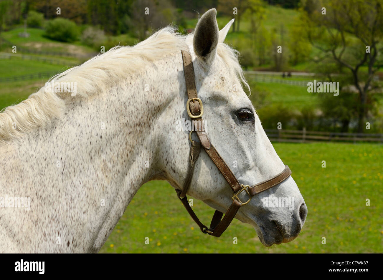 Ein Floh gebissen grauen Vollblut Pferd mit gezogener Mähne heraus in einer Koppel im Frühjahr Stockfoto