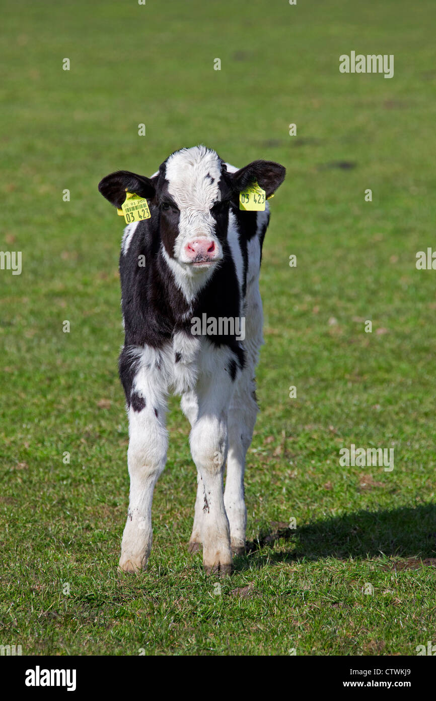 Kalb (Bos Taurus) von Kuh markiert, mit gelben Ohrmarken in beide Ohren im Feld, Deutschland Stockfoto