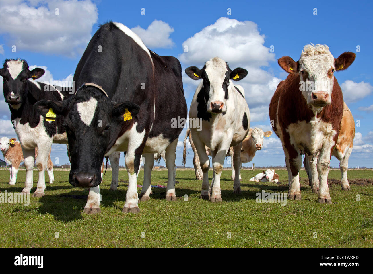 Herde von schwarzen und weißen Kühe (Bos Taurus) markiert, mit gelben Ohrmarken in beide Ohren im Feld, Deutschland Stockfoto
