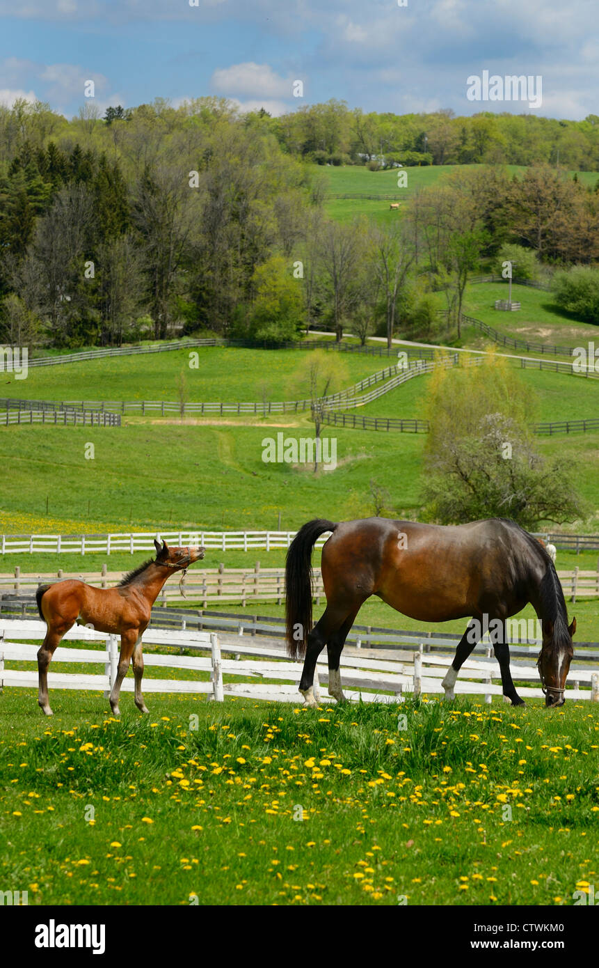 Wochen alten männlichen Fohlen ruft Mutter Pferd Weide frische Gräser in einer Koppel im Frühjahr Ontario Kanada Stockfoto