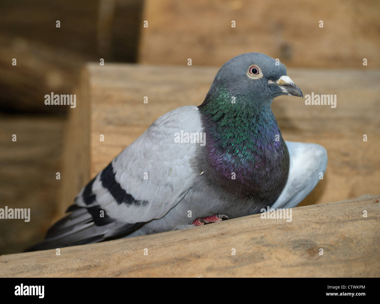 Verletzte taube Fotos und Bildmaterial in hoher Auflösung Alamy