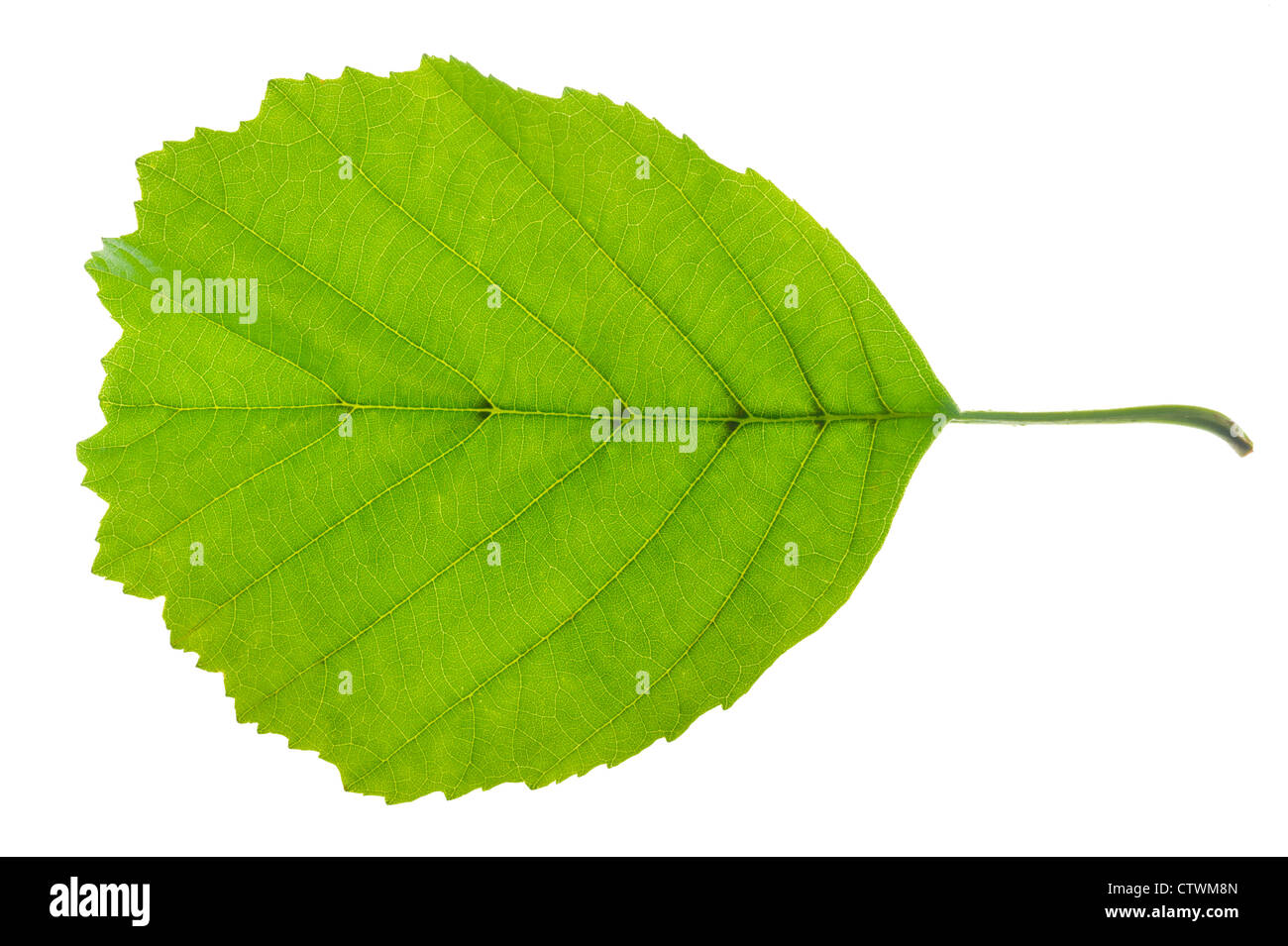 isolierte Erle Blatt auf weißem Hintergrund Stockfoto