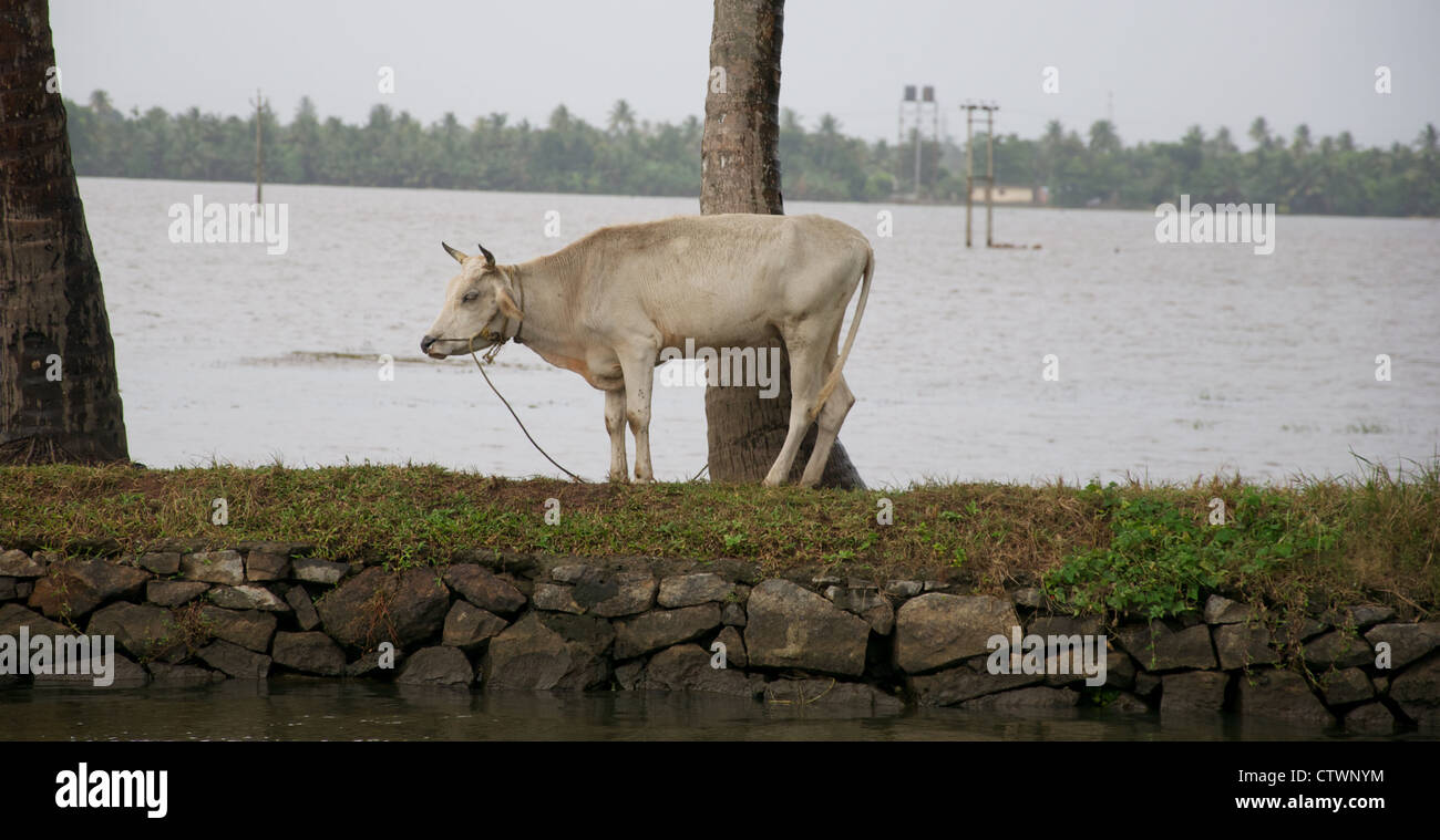 Kuh im Kerala Backwaters, vor einem Reisfeld Stockfoto
