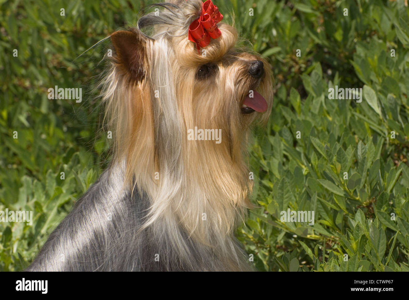 Yorkshire Terrier-Kopfschuss Stockfoto