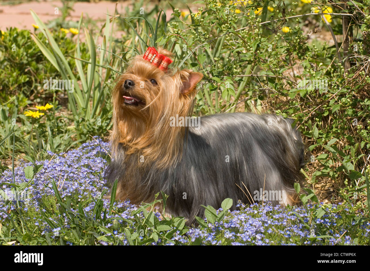 Yorkshire Terrier stehend in Blumen Stockfoto