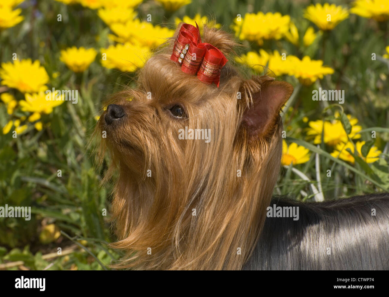 Yorkshire Terrier-Kopfschuss Stockfoto