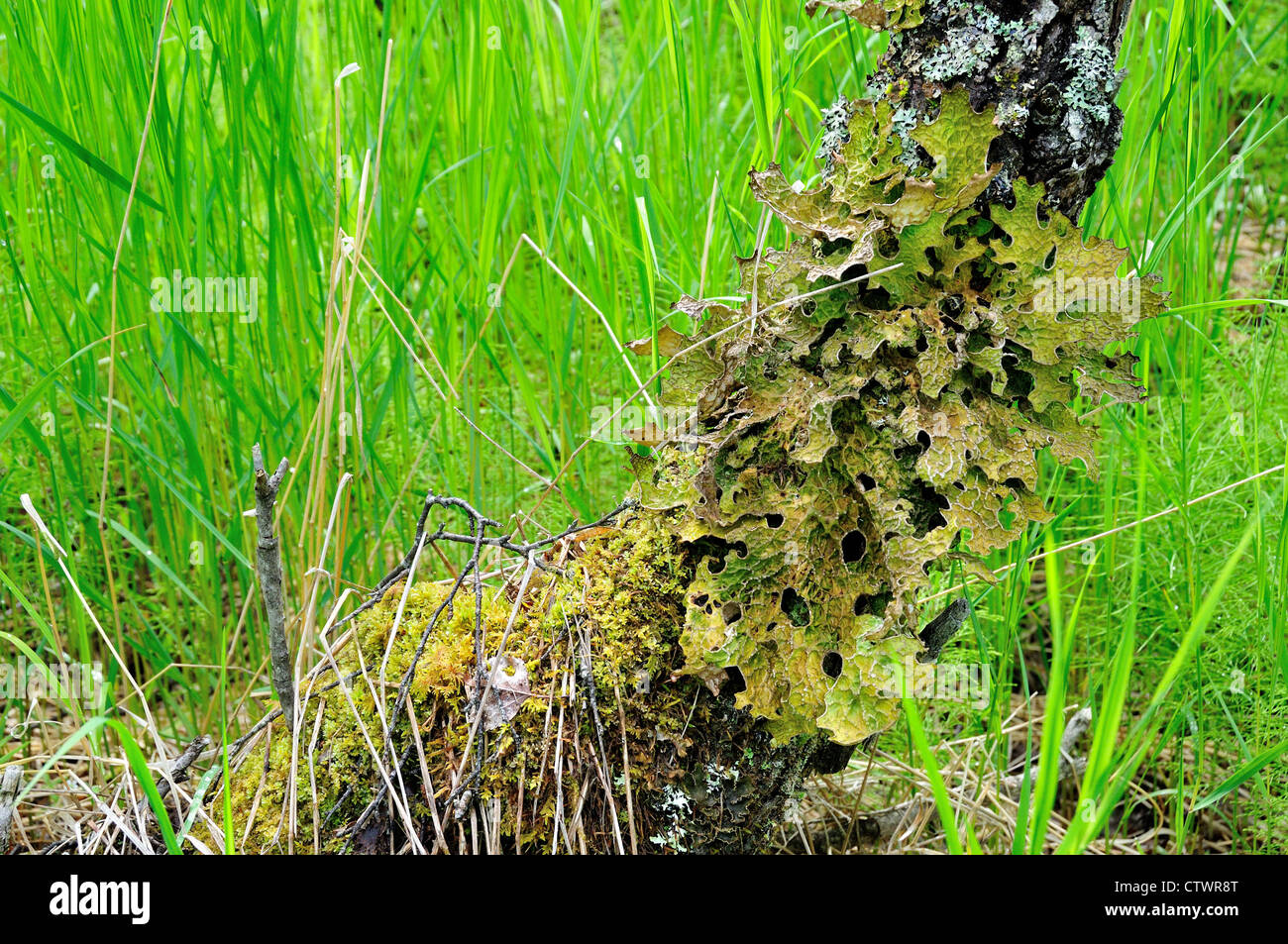 Grünen Flechten wachsen auf Baumstamm. Katmai National Park. Alaska, USA. Stockfoto
