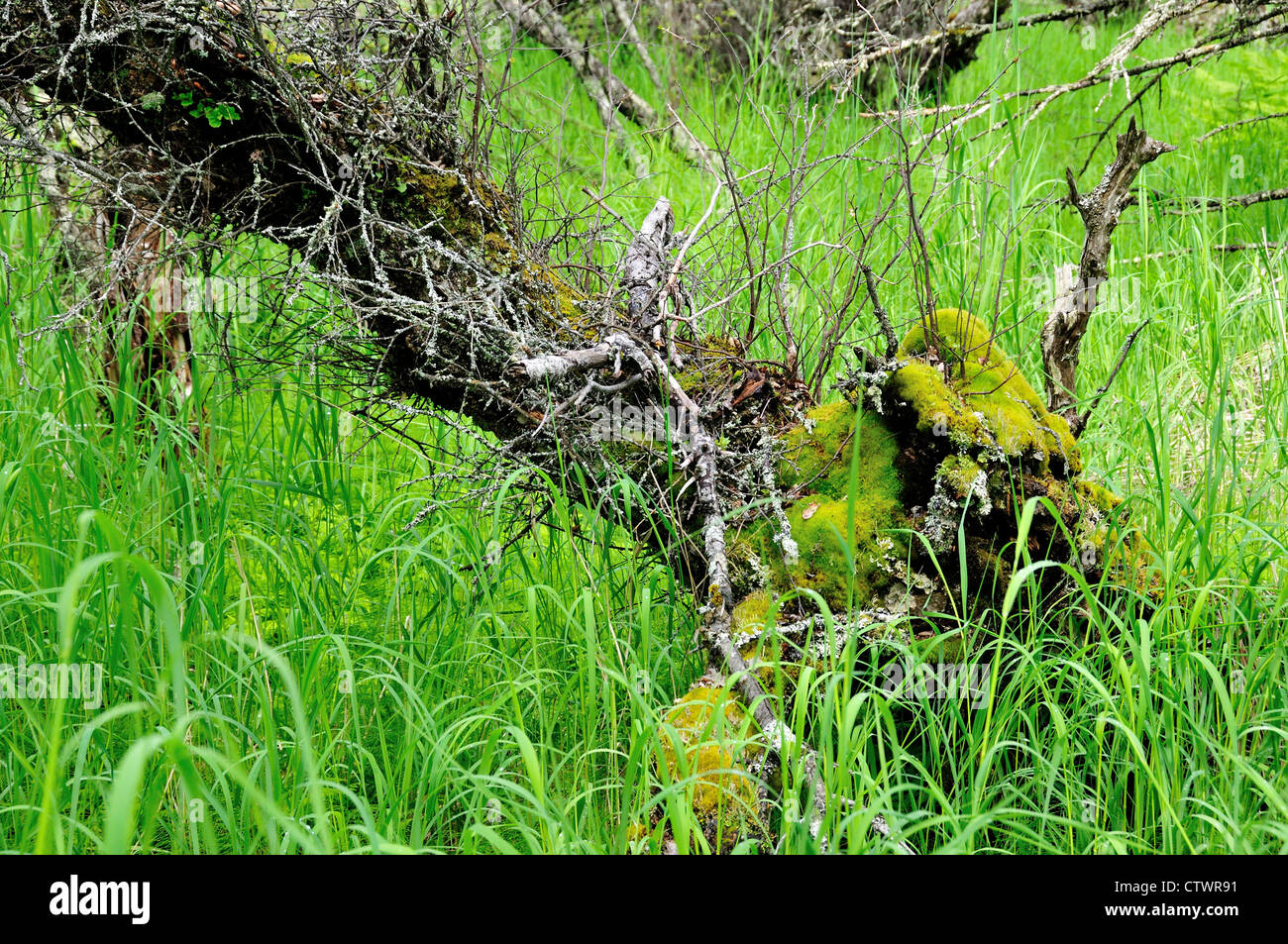 Grünes Moos wachsen am Stamm des Baumes. Katmai Nationalpark und Reservat. Alaska, USA. Stockfoto