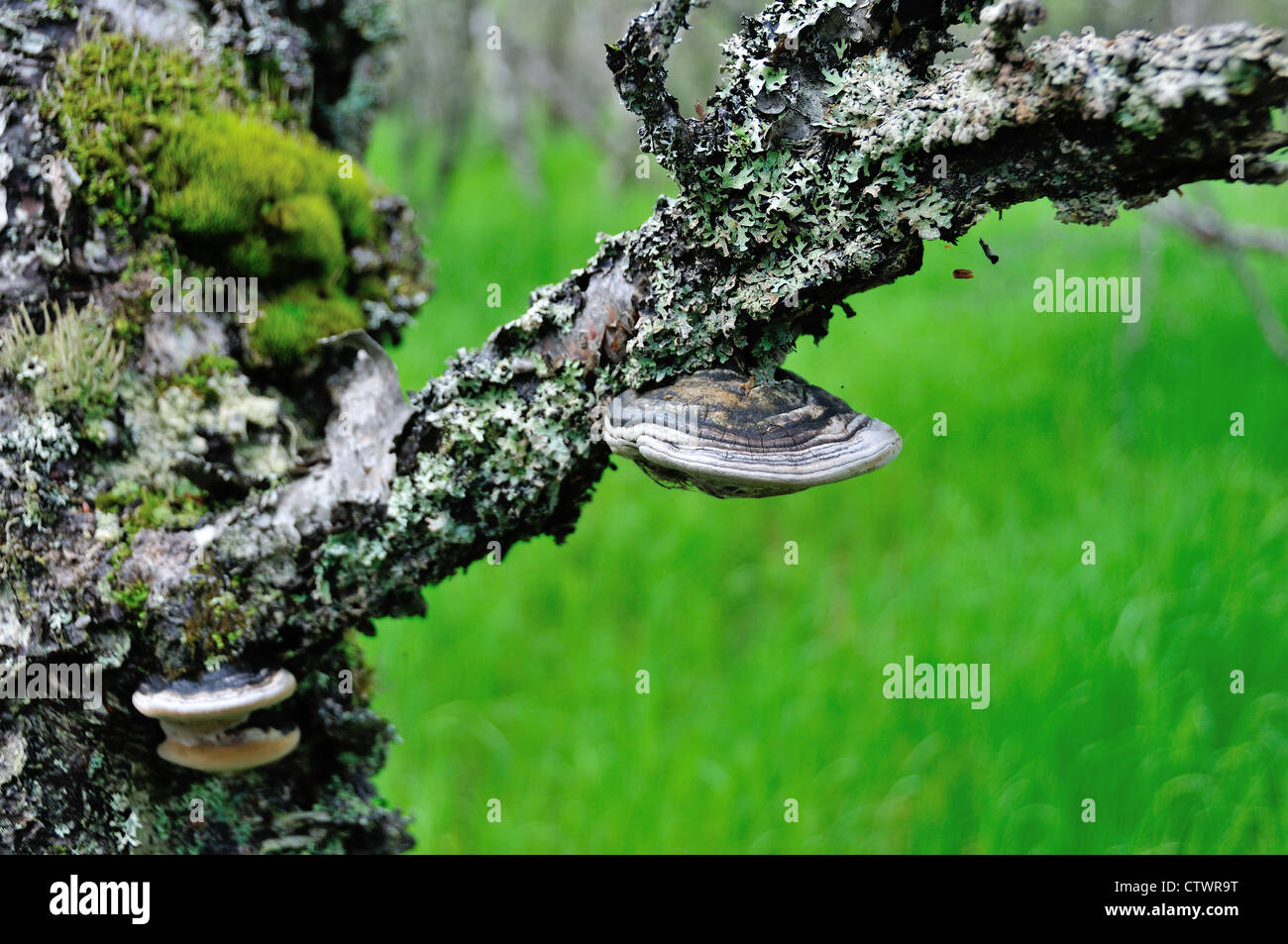 Pilze wachsen am Stamm des Baumes. Katmai Nationalpark und Reservat. Alaska, USA. Stockfoto