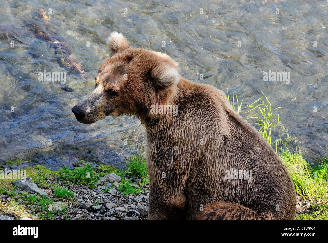Ein Braunbär Brooks River zu sitzen. Katmai Nationalpark und Reservat. Alaska, USA. Stockfoto