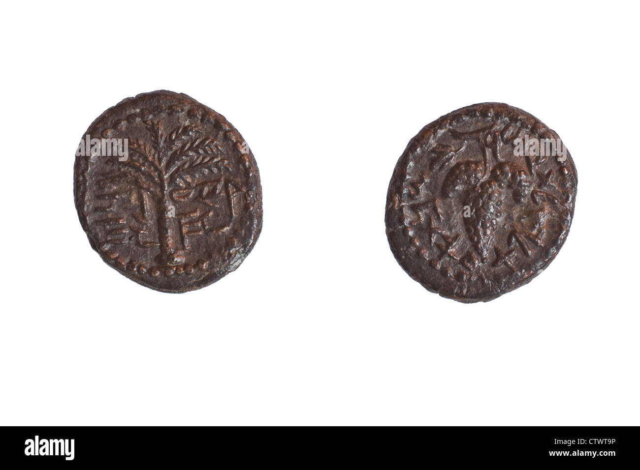 Bronze Eleazr Priester Münze 132 AD. Links Palme richtige Menge Trauben Stockfoto