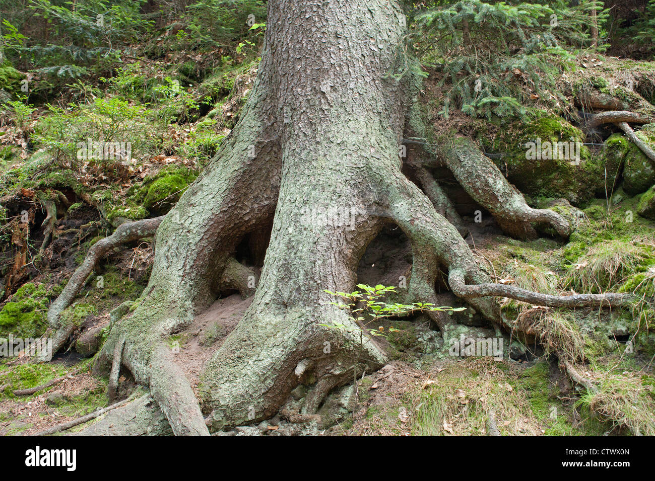 Wurzeln eines Baumes, Tal der Kirnitzsch, Sächsische Schweiz, Sachsen, Deutschland Stockfoto