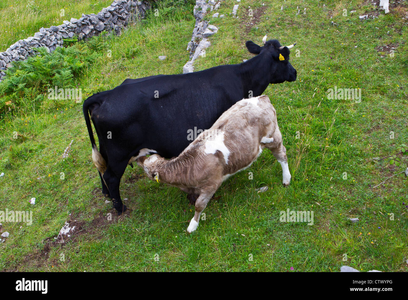 Kalb, Spanferkel Stockfoto