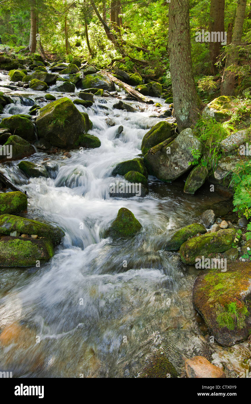Sommerliche Waldlandschaft Fotos Und Bildmaterial In Hoher Aufl sung sommerliche-waldlandschaft-fotos-und-bildmaterial-in-hoher-aufl-sung