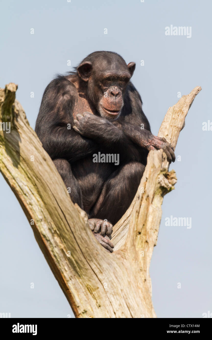 Schimpanse sitzt in einem Baum mit blauem Himmelshintergrund Stockfoto