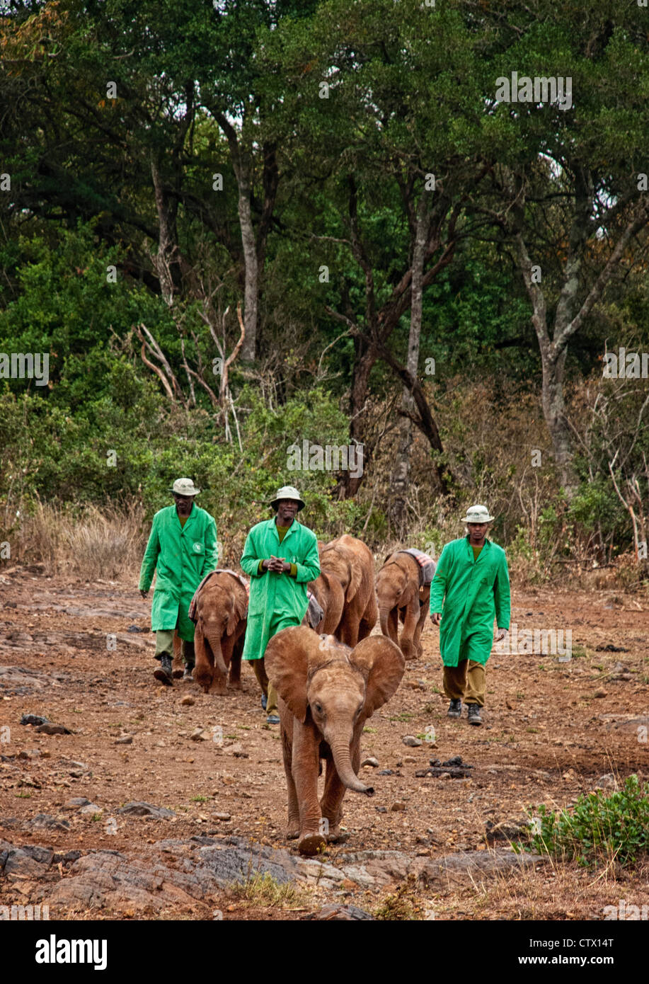 Hüter der Sheldrick Elephant Orphanage bringen gerettet verwaisten Elefanten Babys in der Öffentlichkeit an der Wasserstelle zu erfüllen. Stockfoto