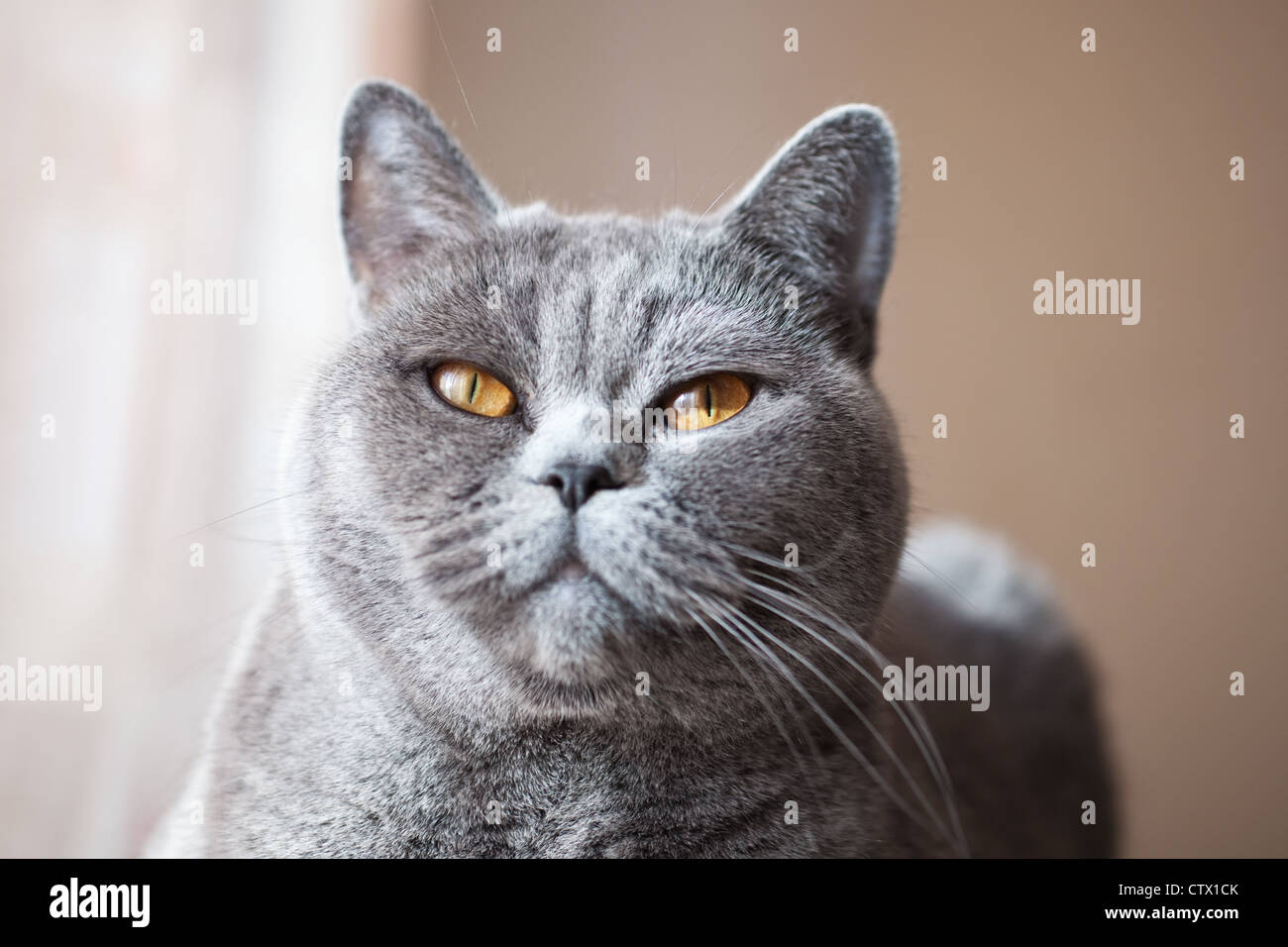 Zufrieden Schnauze des grauen britische Katze Stockfoto