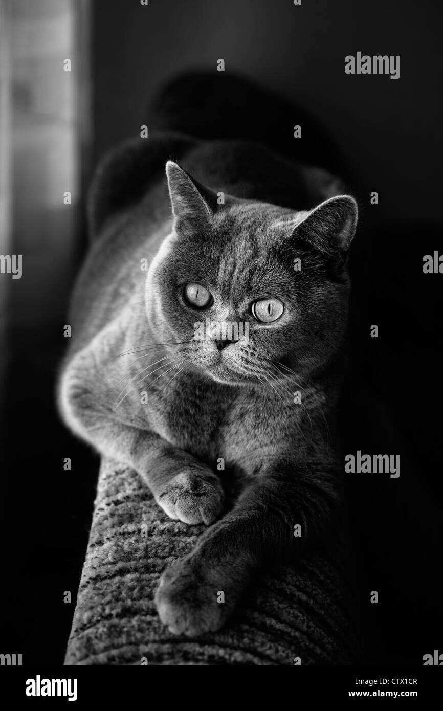 Britische graue Katze liegend im Fenster hautnah Stockfoto