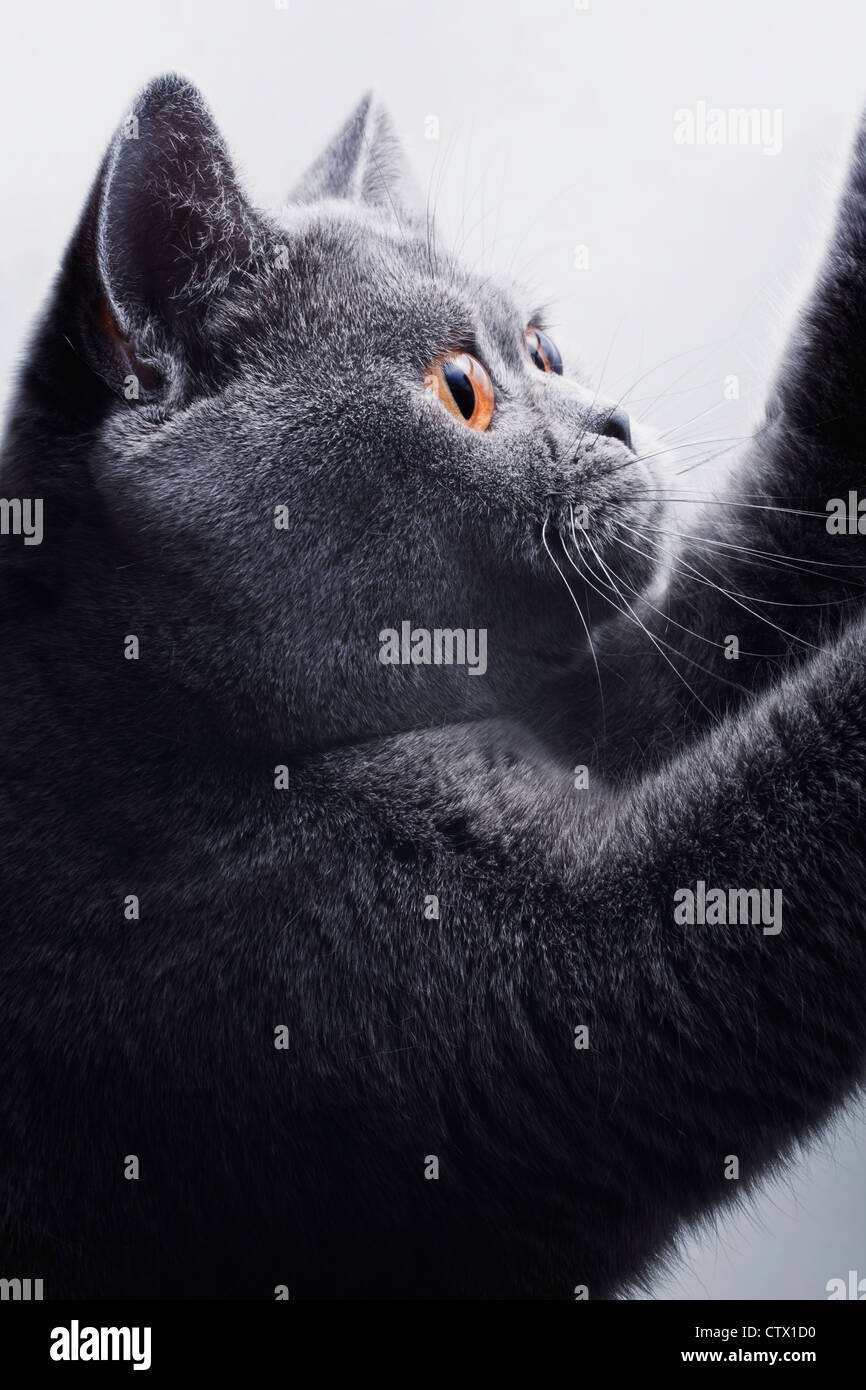 schöne graue britische Katze auf einem hellen Hintergrund hautnah Stockfoto