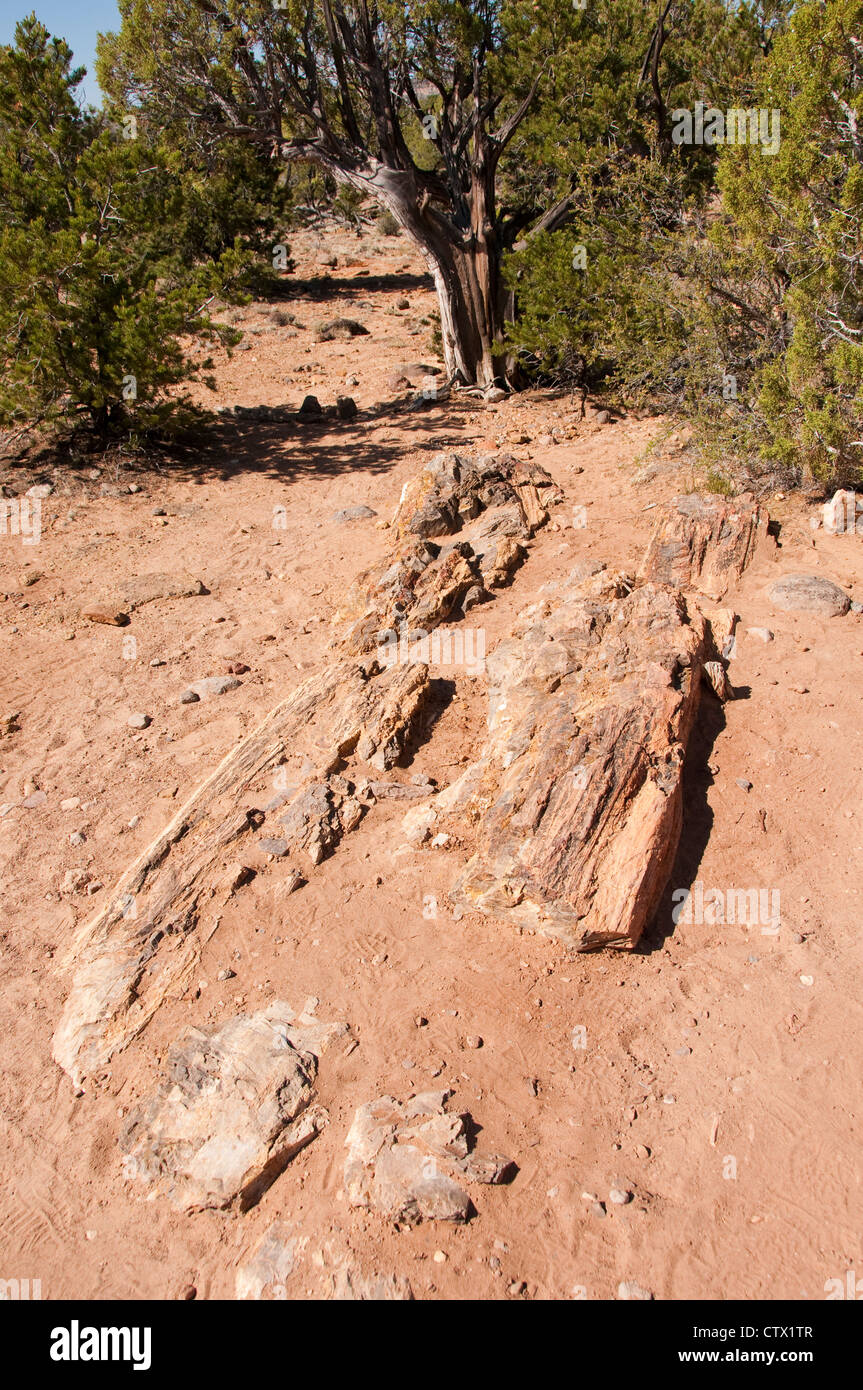 USA-Utah, Ansicht von versteinertem Holz in Escalante im Petrified Forest State Park, mit Tpinon Kiefer und Utah-Wacholder auf der Rückseite. Stockfoto