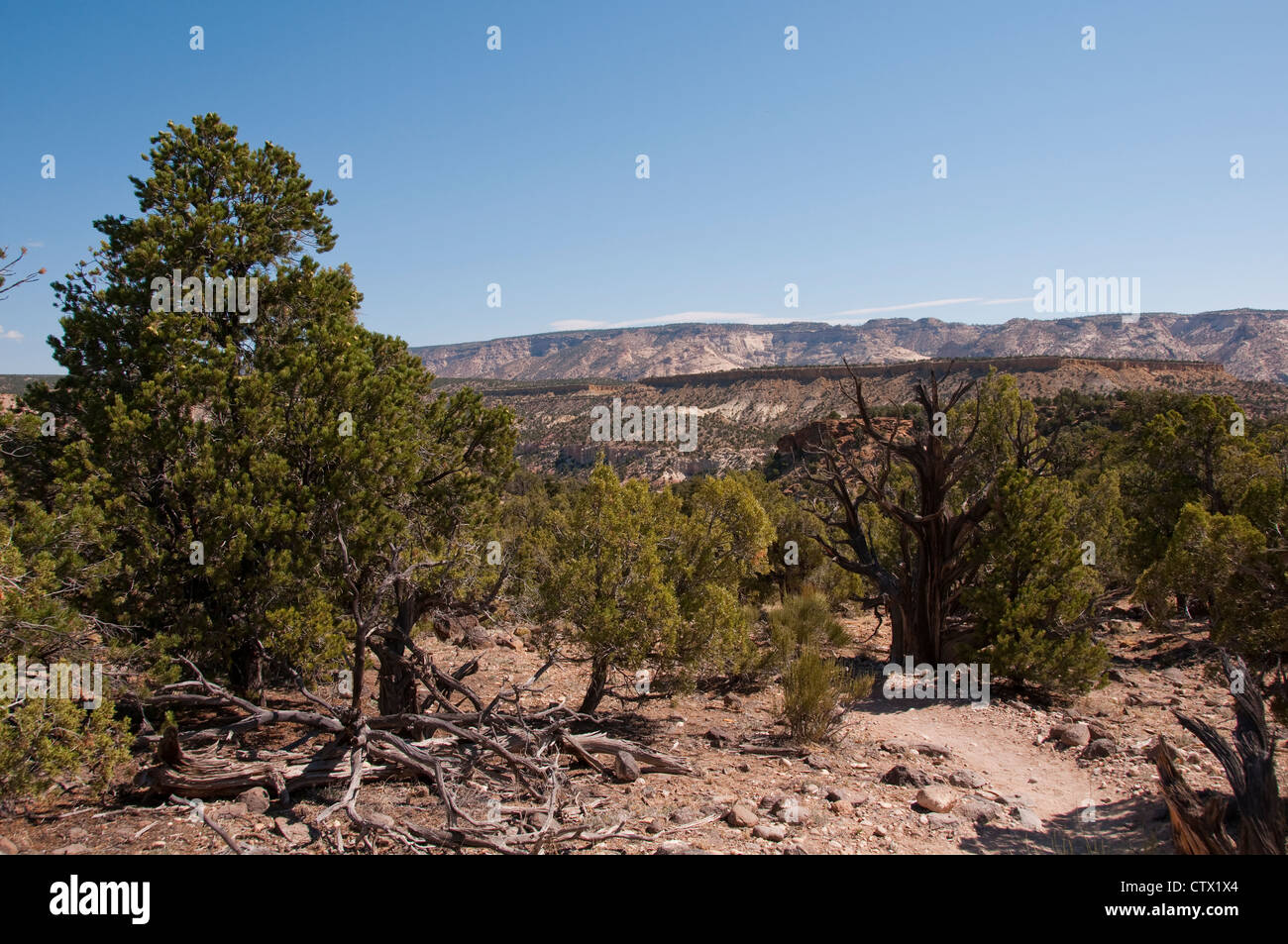 USA-Utah, Landschaft mit Pinien Pinon und Utah-Wacholder in Escalante Petrified Forest State Park. Stockfoto