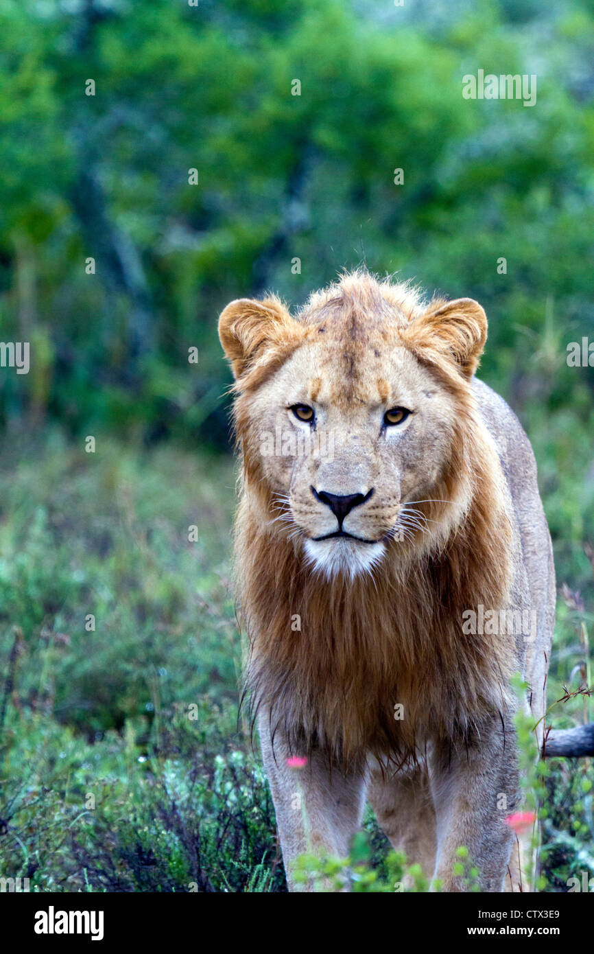 Augenkontakt mit einem Jugendlichen männlichen Löwen, Eastern Cape, Südafrika Stockfoto