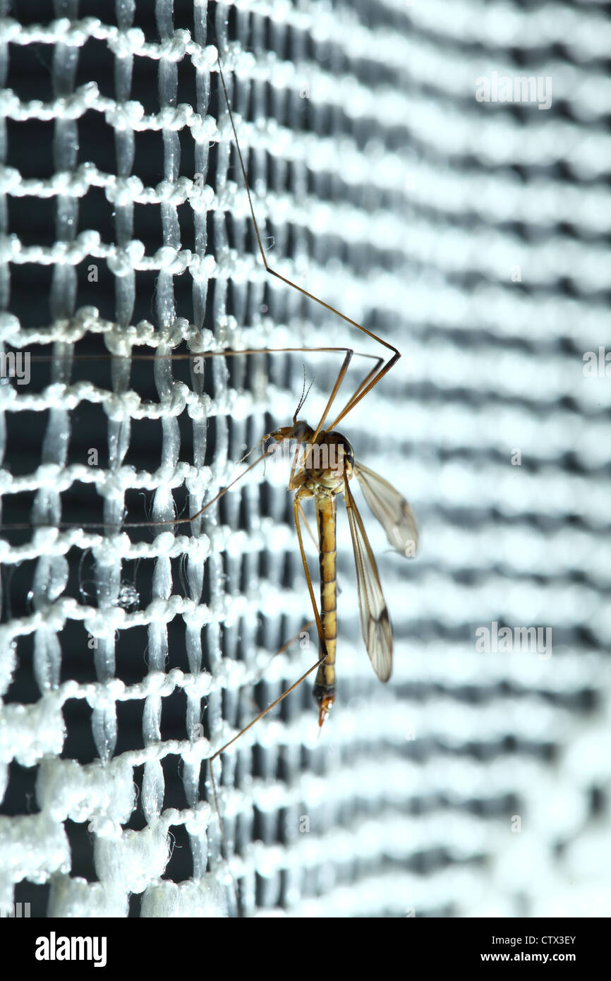 Stechmücken (Culex Pipiens) sitzen auf dem Netz Stockfoto