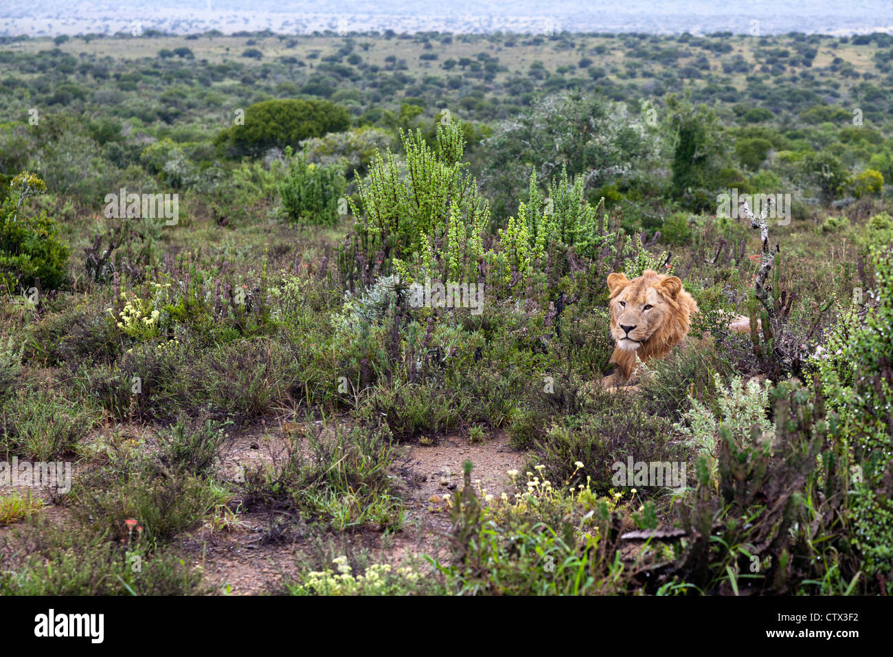 Junge männliche Löwe ruht in Grünland an einem regnerischen Morgen auf den Eastern Cape, Südafrika Stockfoto