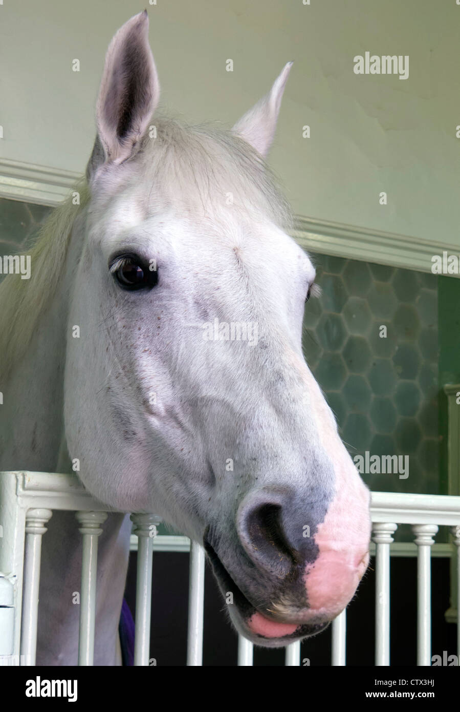 Graue Wallach in die Royal Mews, London, England Stockfoto