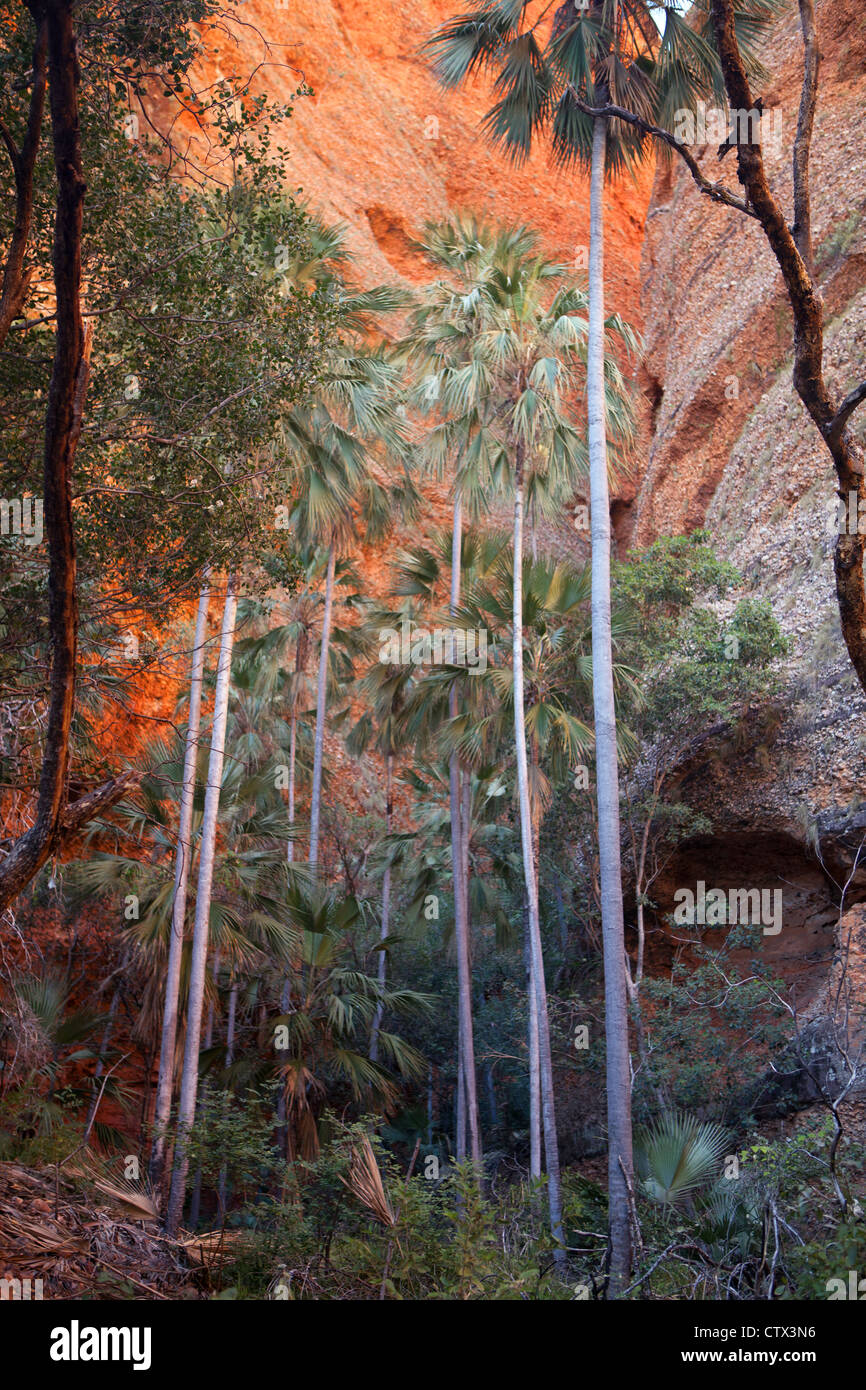 Echidna Chasm, Bungle Bungle Nationalpark, Western Australia, Australia Stockfoto